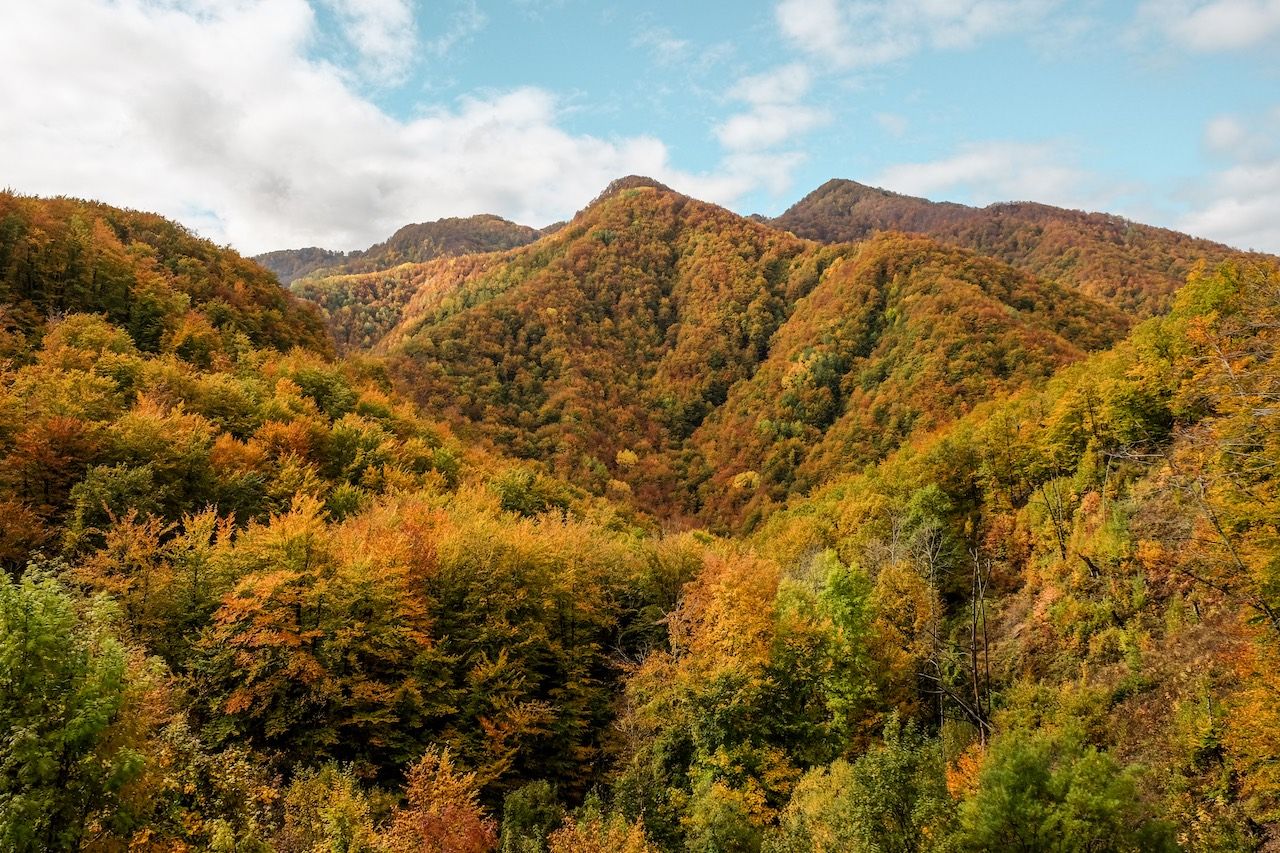 Montenegro Express fall foliage scenery