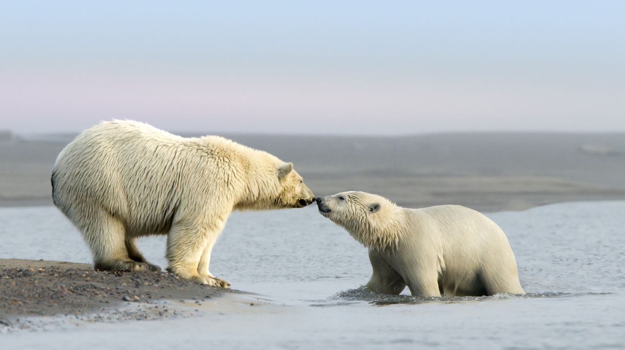 Polar Bear and her cub kosts in the village of Kaktovik in the Beaufort Sea off the north coast of Alaska