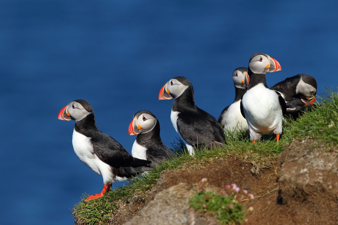 Puffins standing on the edge of a cliff