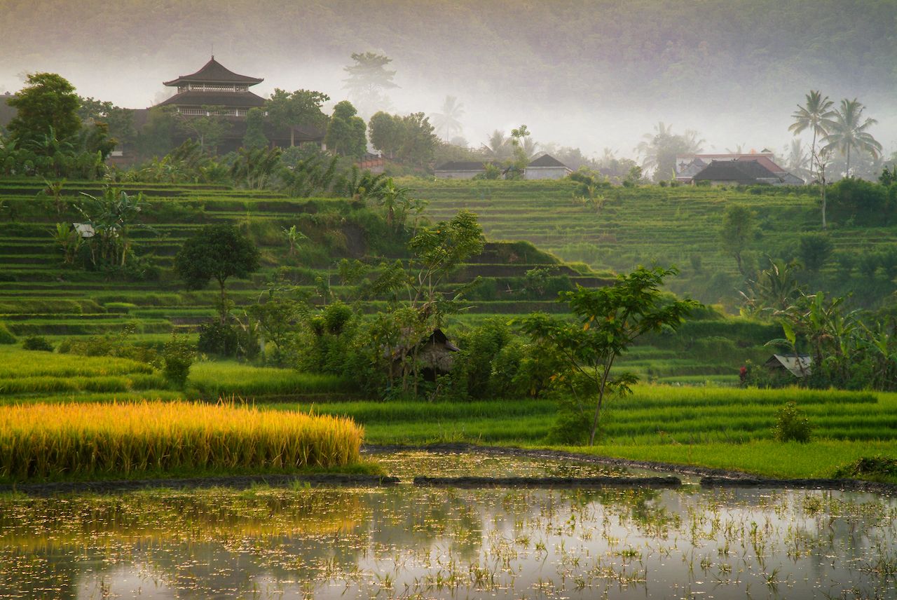 Rice fields in Sidemen, Bali, Indonesia