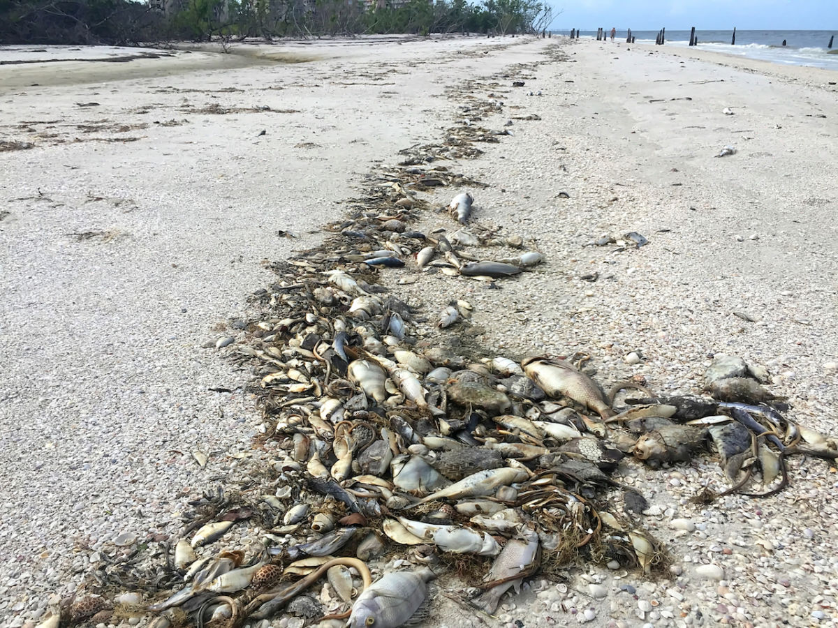 red tide florida beach map