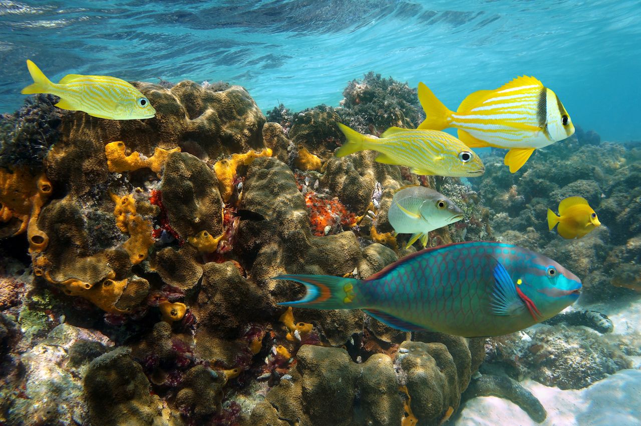 Undersea colors in a coral reef with colorful fish, Caribbean sea, Jamaica
