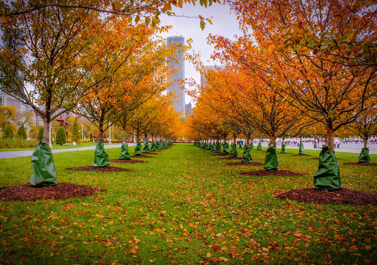 What to do in Chicago in fall