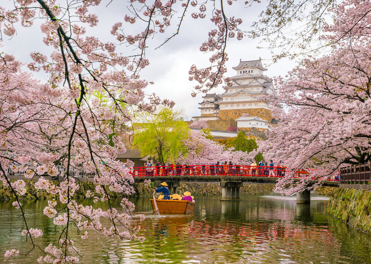 The spring cherry blossoms in Japan are blooming in October