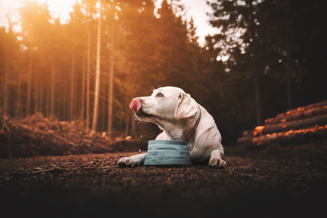 purebred labrador retriever puppy dog ​​lying down and drinking water in the forest