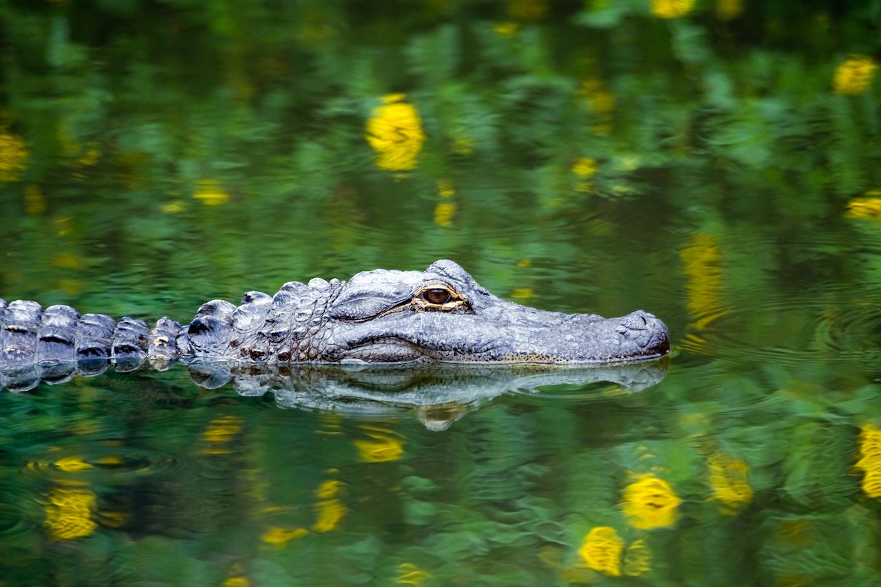American alligator swimming in Everglades, Florida