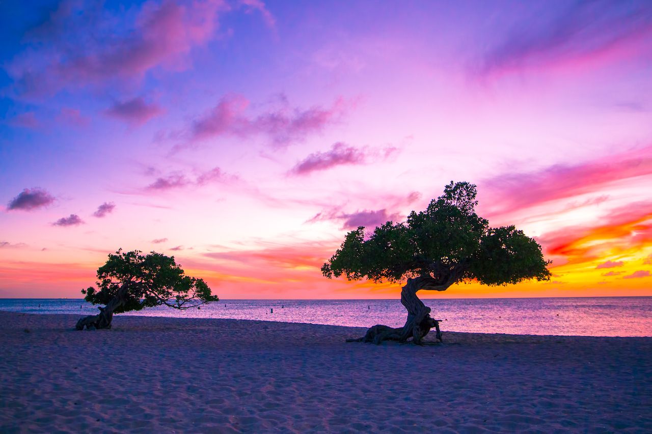 Beautiful divi trees at sunset in Aruba