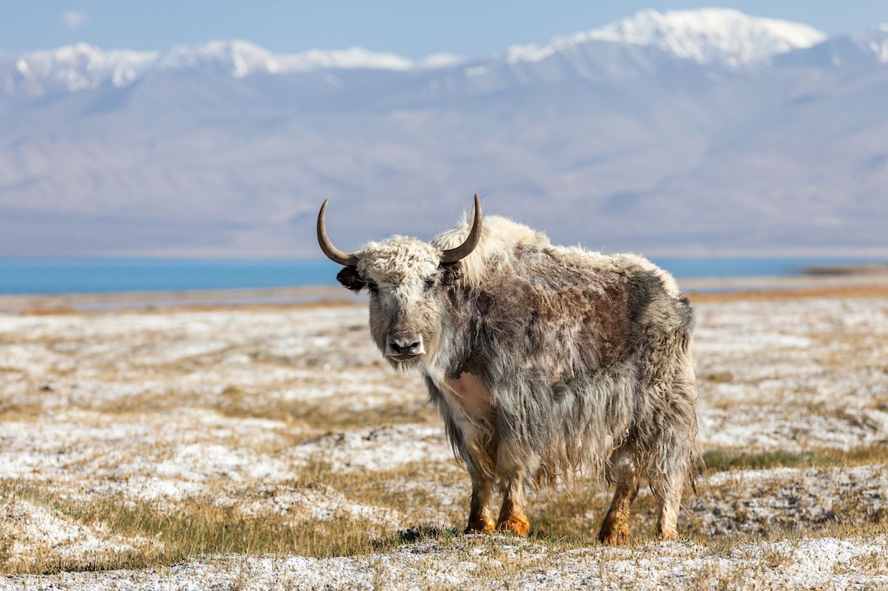 Beautiful view of yak at Karakul lake in Pamir in Tajikistan