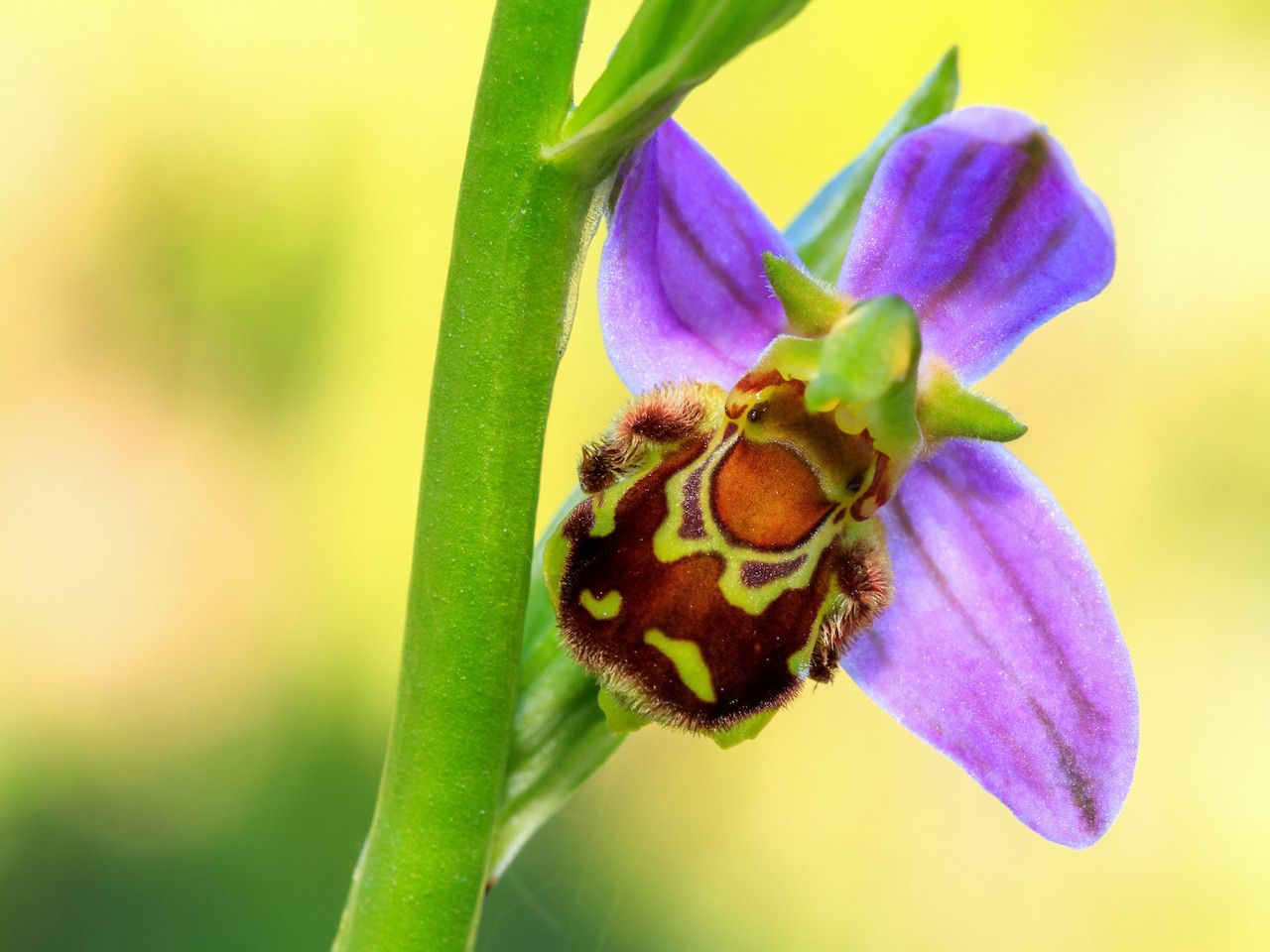 Bee Orchid