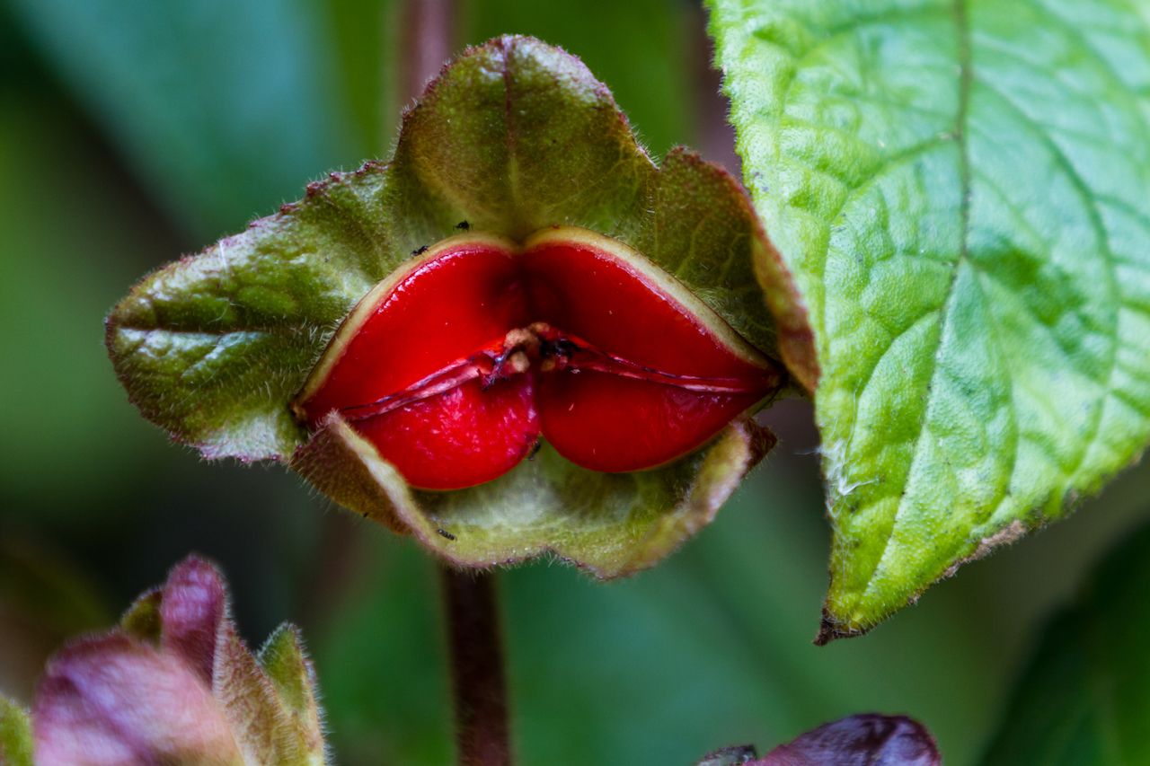 Hooker's lips flower