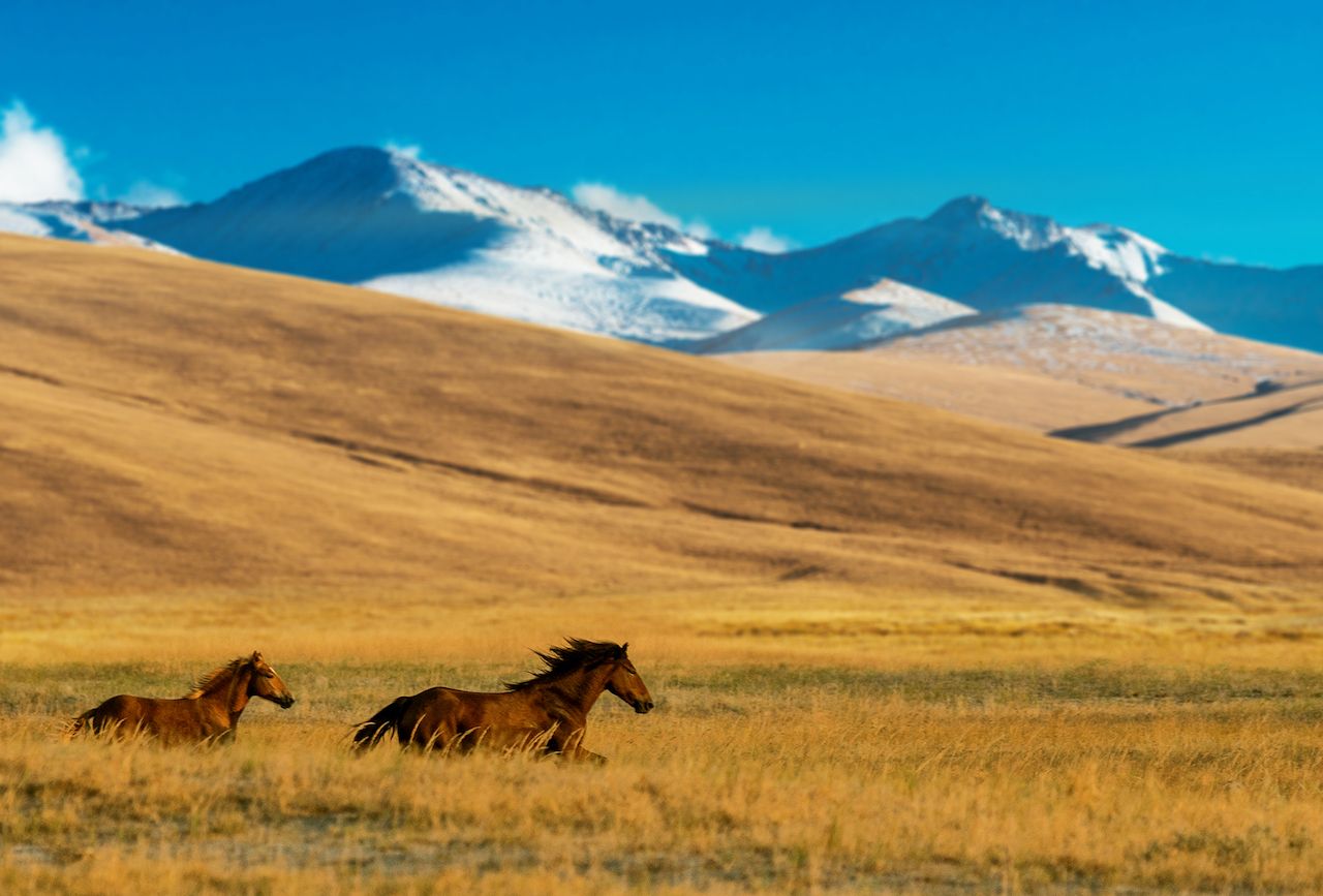 Horses in the Assy Plateau, near Almaty, Kazakhstan