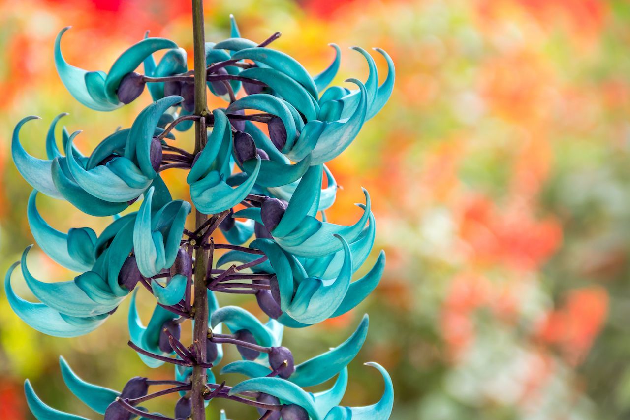 Jade vine