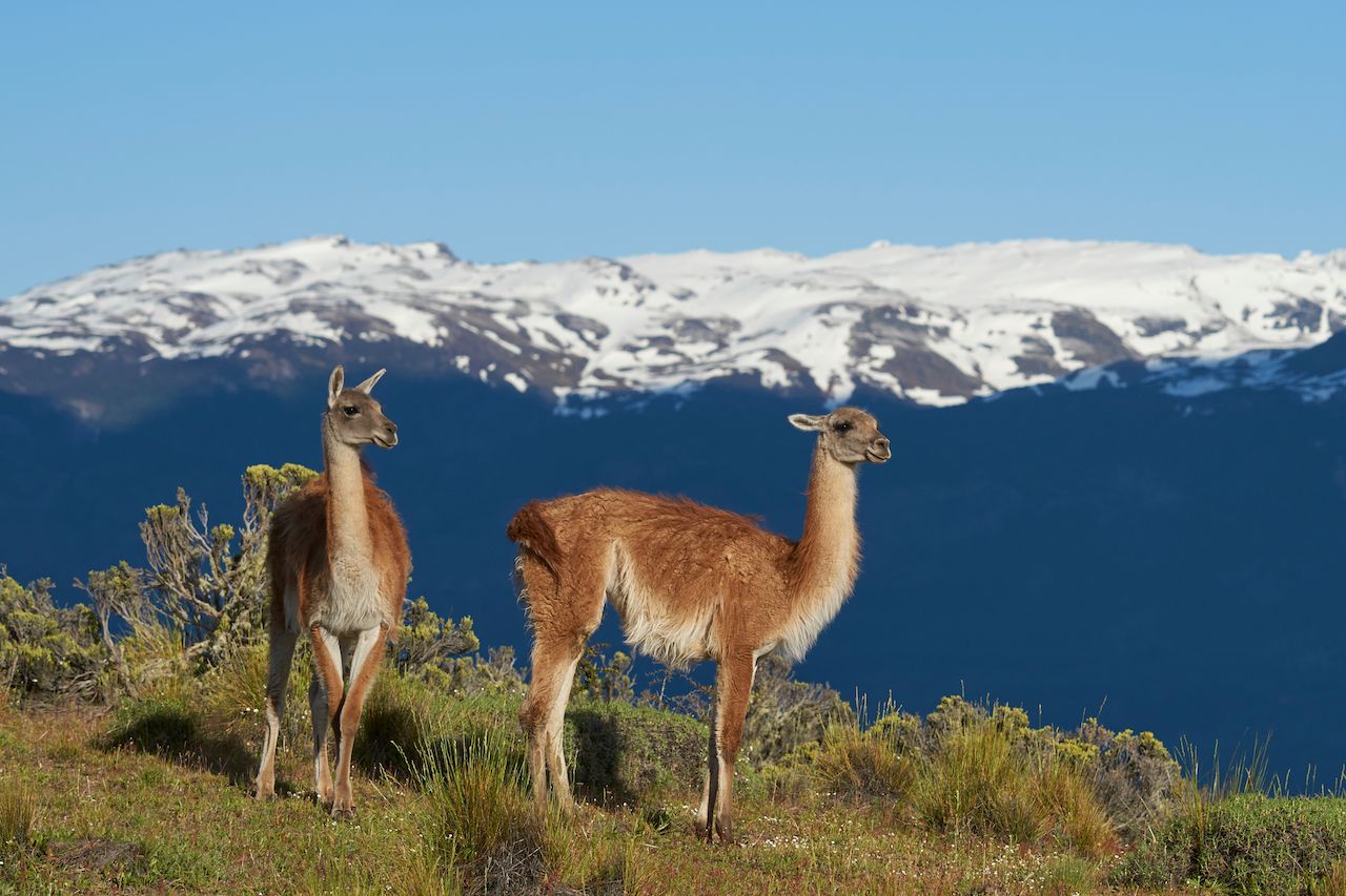 Lama guanicoe standing on a hilltop in Chacabuco Valley, northern Patagonia, Chile