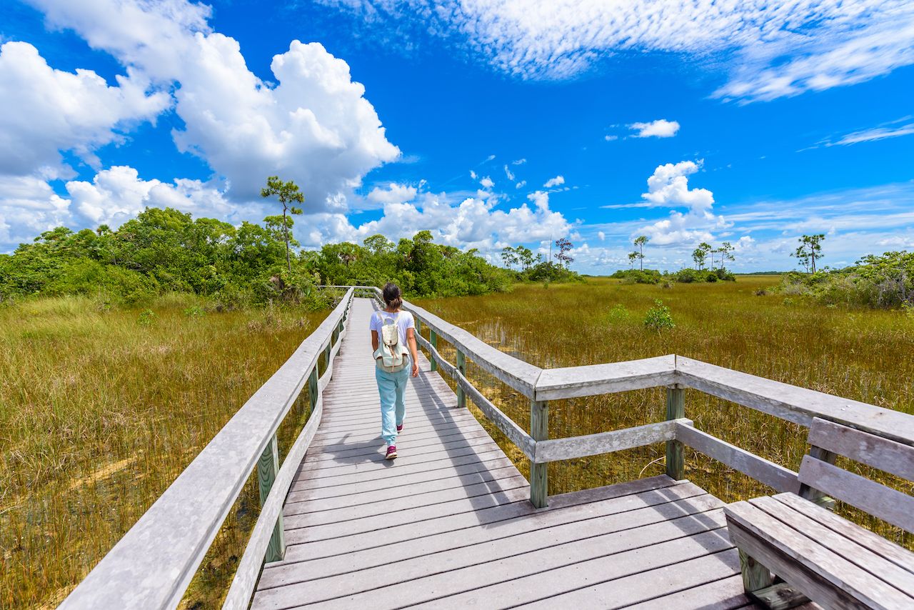 Mahogany Hammock Trail of the Everglades National Park