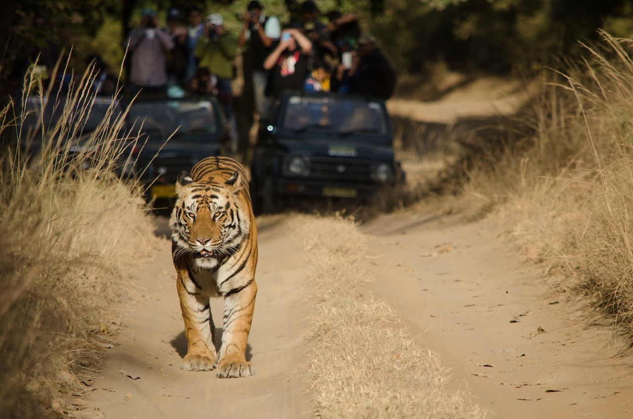Male Bengal tiger at Bandhavgarh National Park, Madhya Pradesh in India