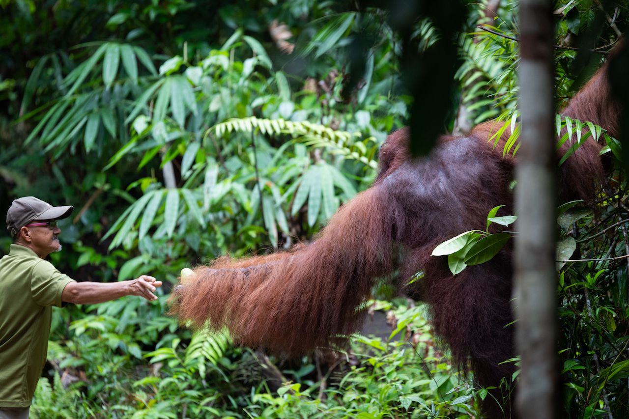Orangutan at the Semenggoh Nature Reserve in Kuching, Borneo, Malaysia.