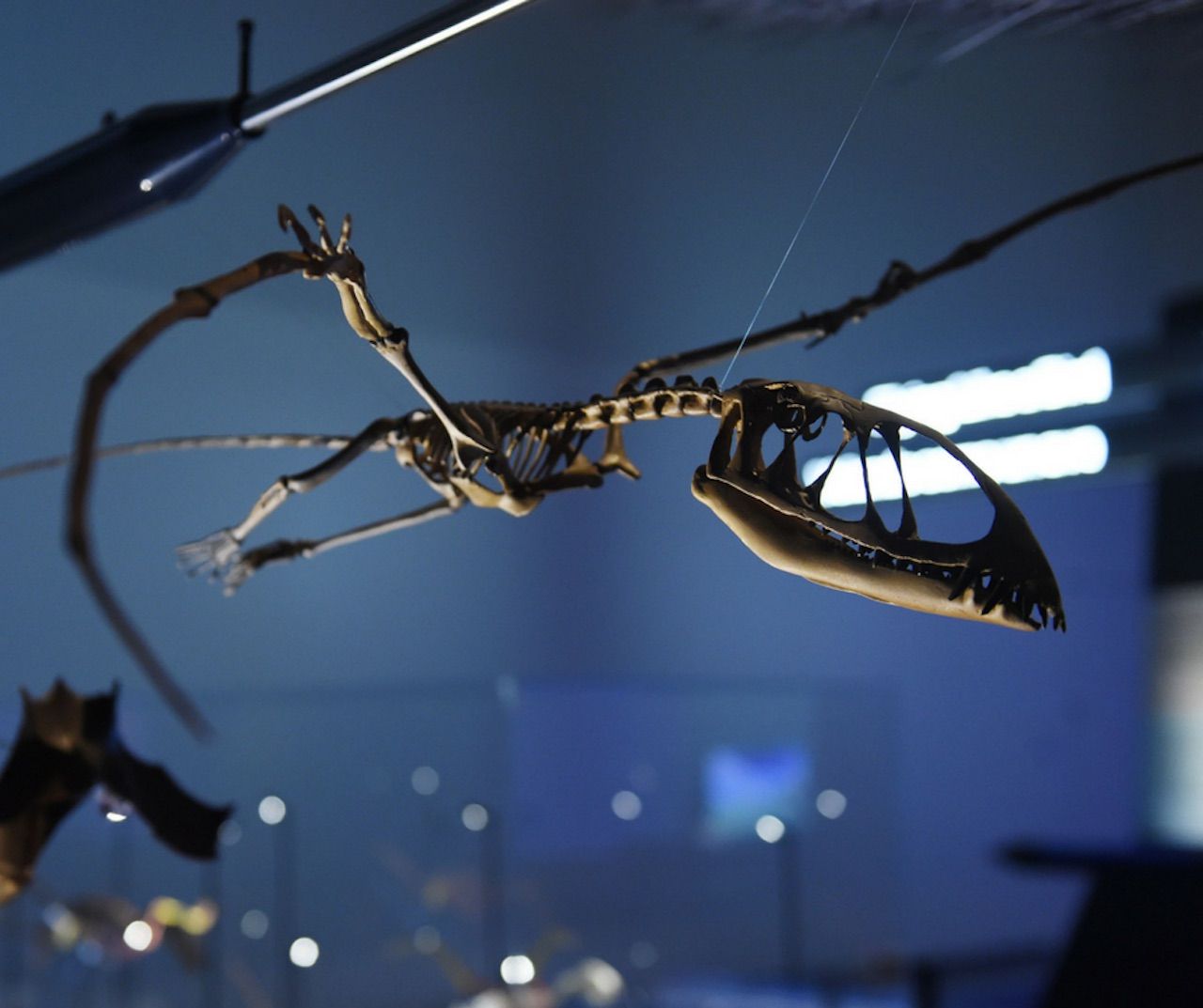 Prehistoric fossil at Frost Museum of Science in Miami, Florida