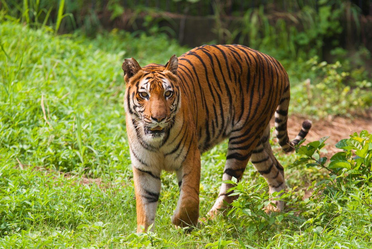 Royal bengal tiger at Sundarban National Park, India