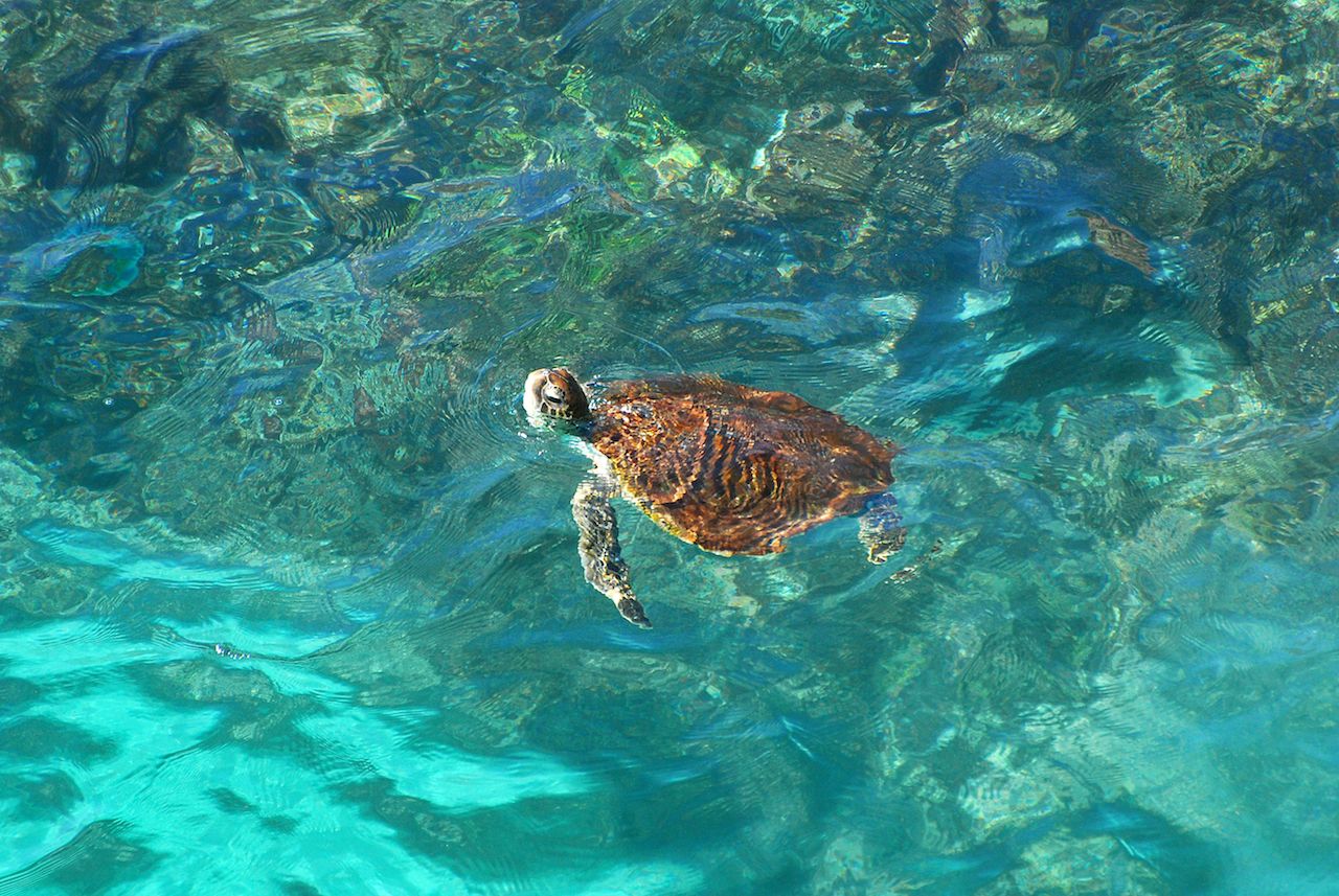 Sea turtle in Muscat Oman