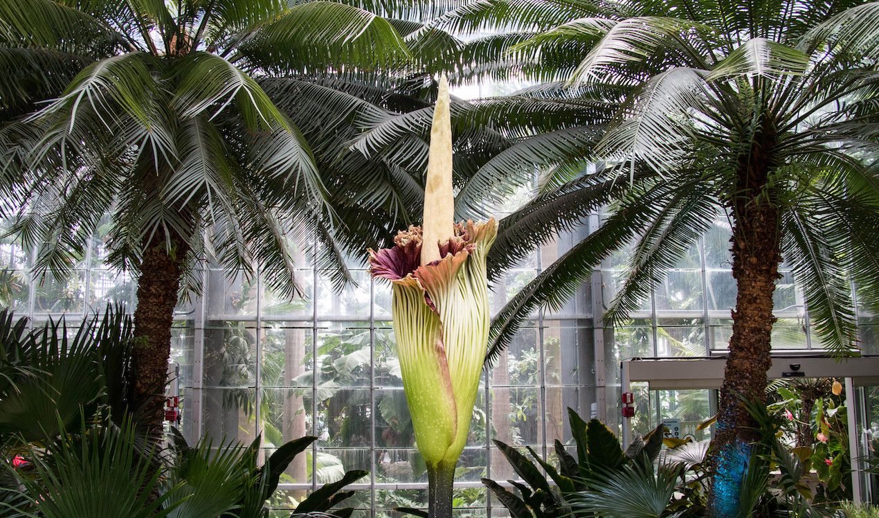 Titan arum