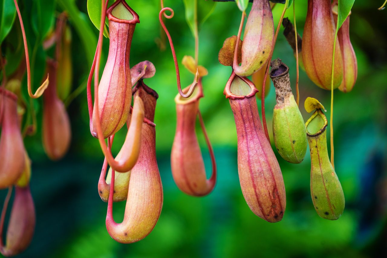 Tropical pitcher plants