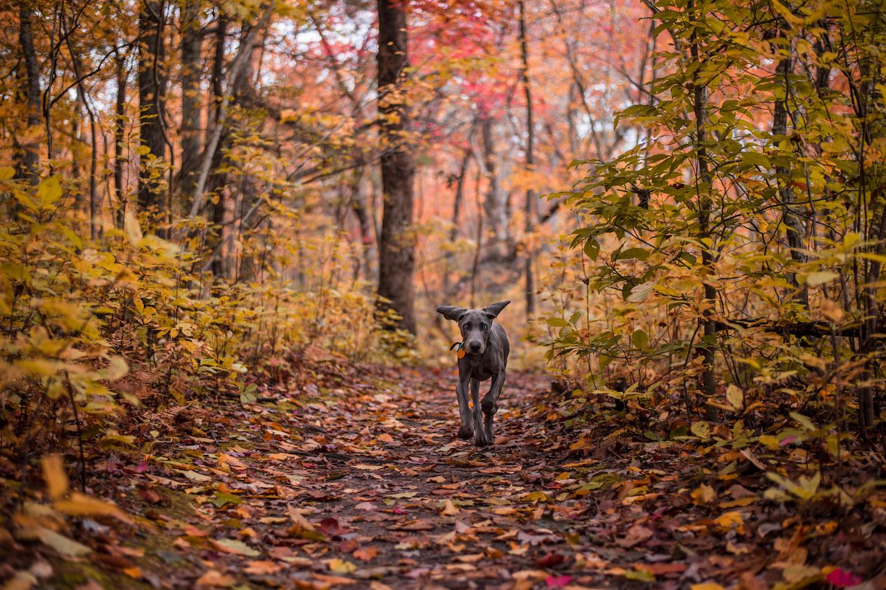 A Weimaraner puppy hiking New York trails in autumn