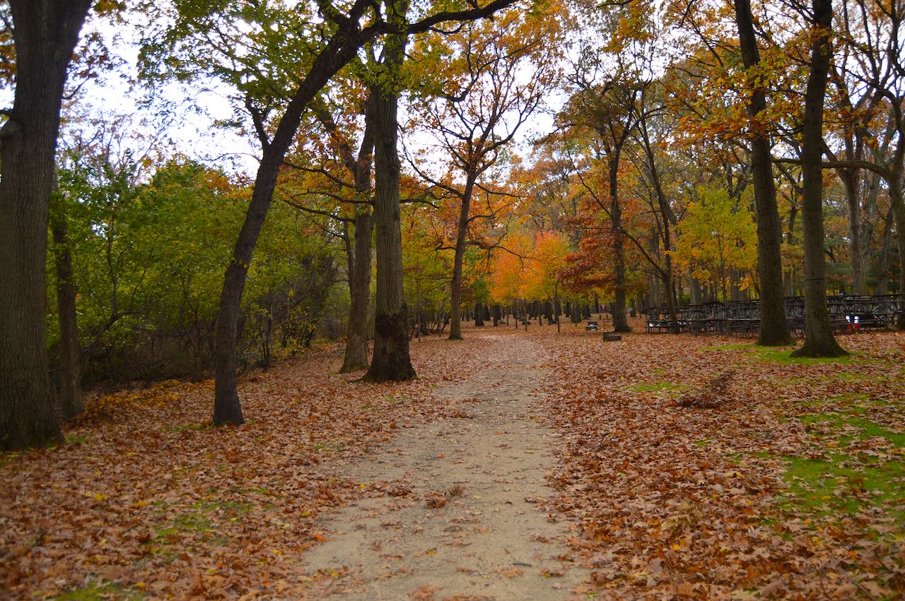 Autumn in the park, beautiful landscape of fall trees in long island park