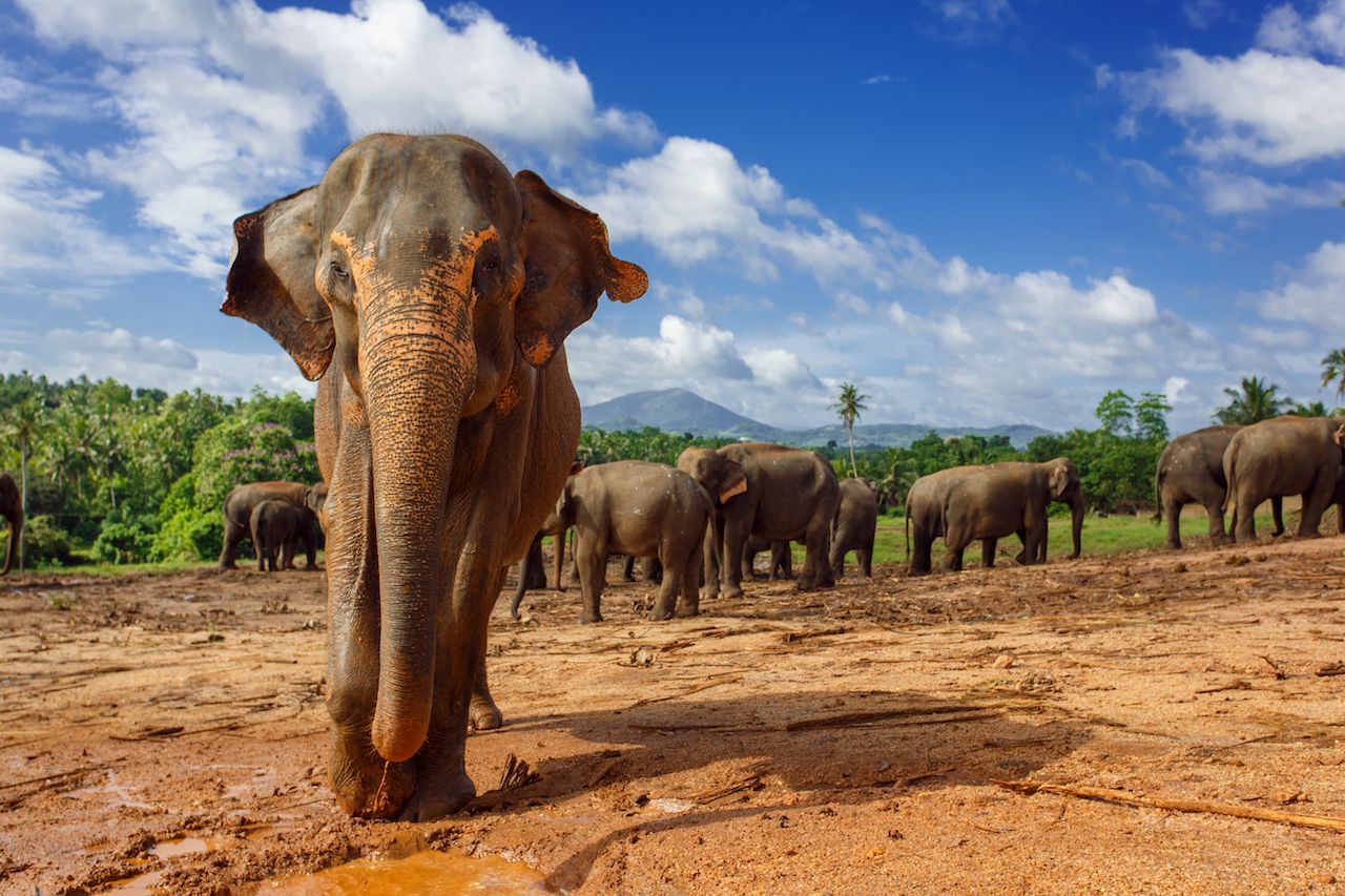 Close up portrait of elephant in Sri Lanka