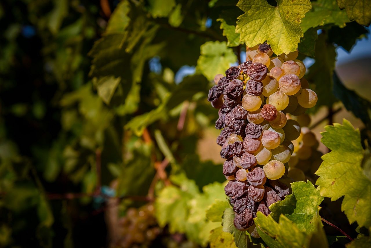 Cluster of botrytised Furmint aszu grape in Hungary