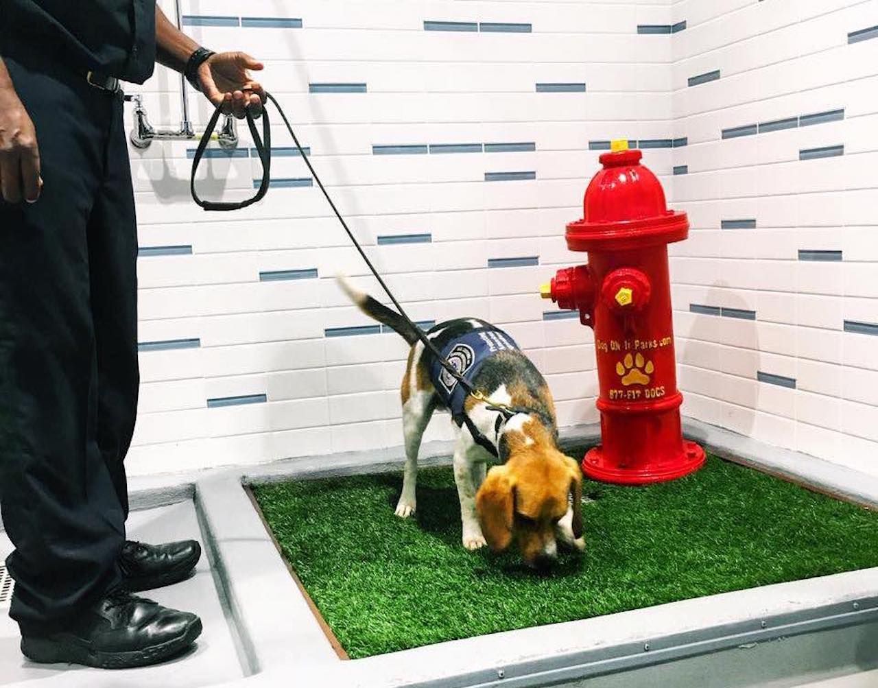 Dog sniffing fire hydrant