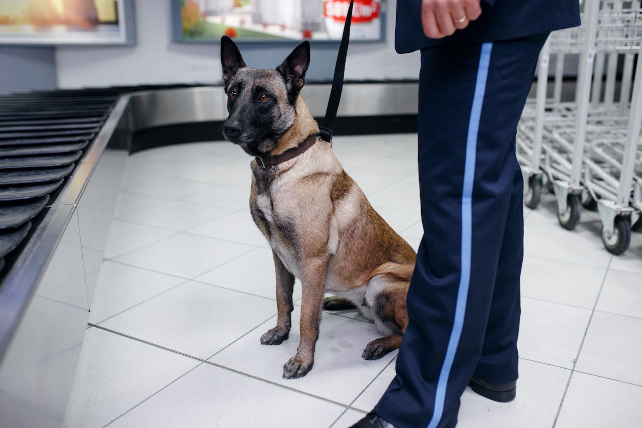 Drug dog at the airport by baggage claim