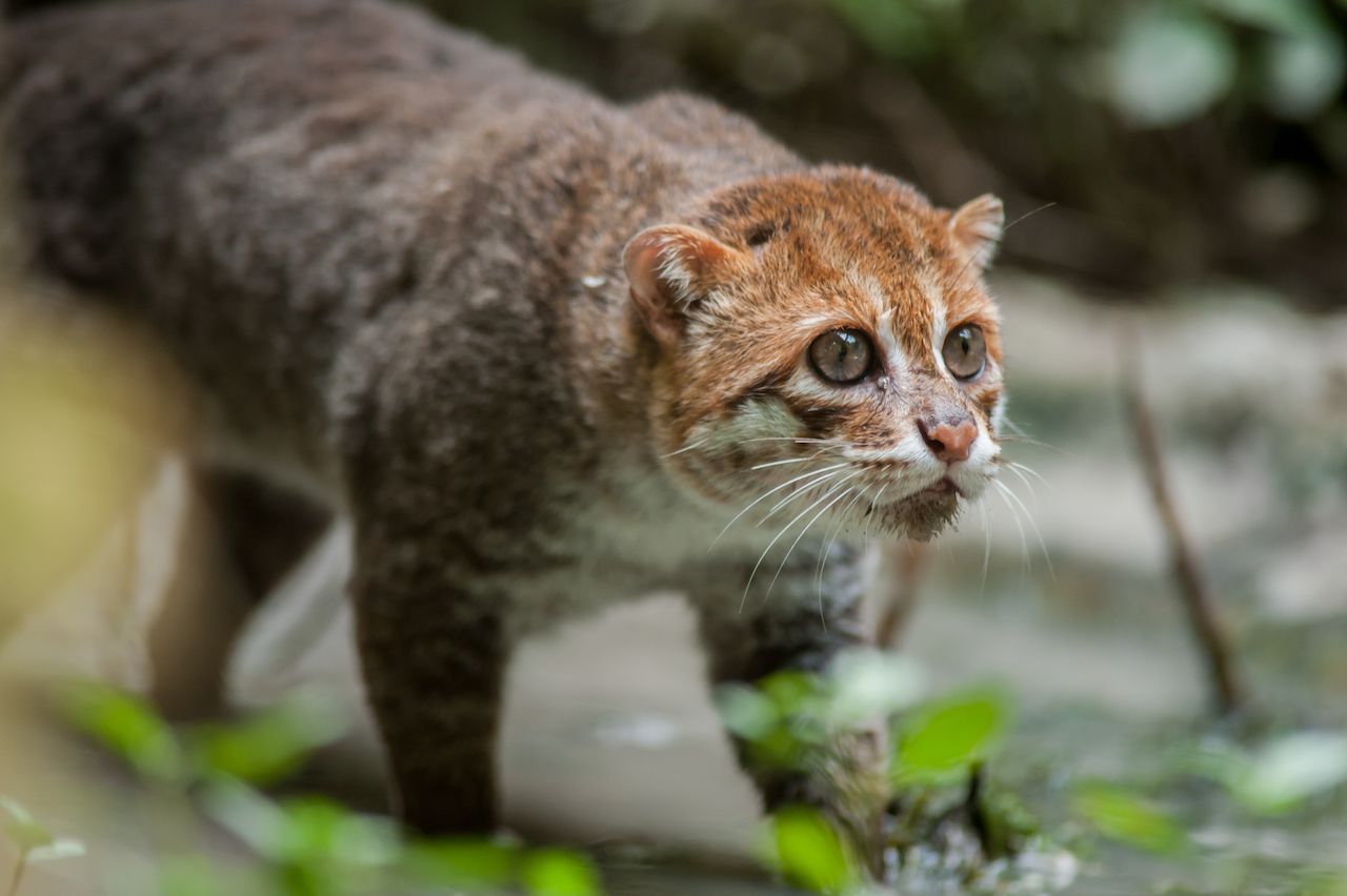 Smallest wild cats in the world