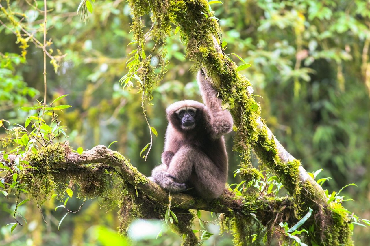 Gibbon monkey discovered in Greater Mekong region