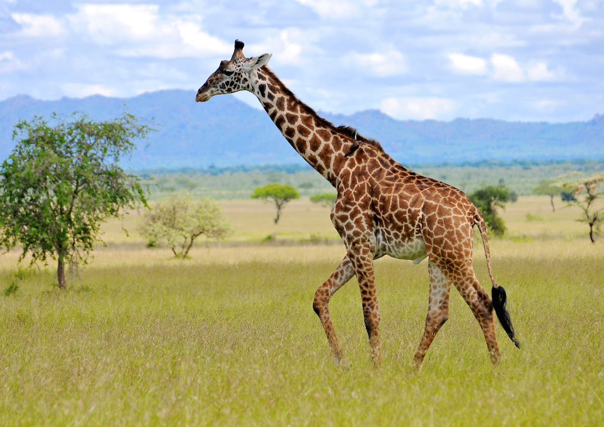 Masai giraffes have just been declared endangered