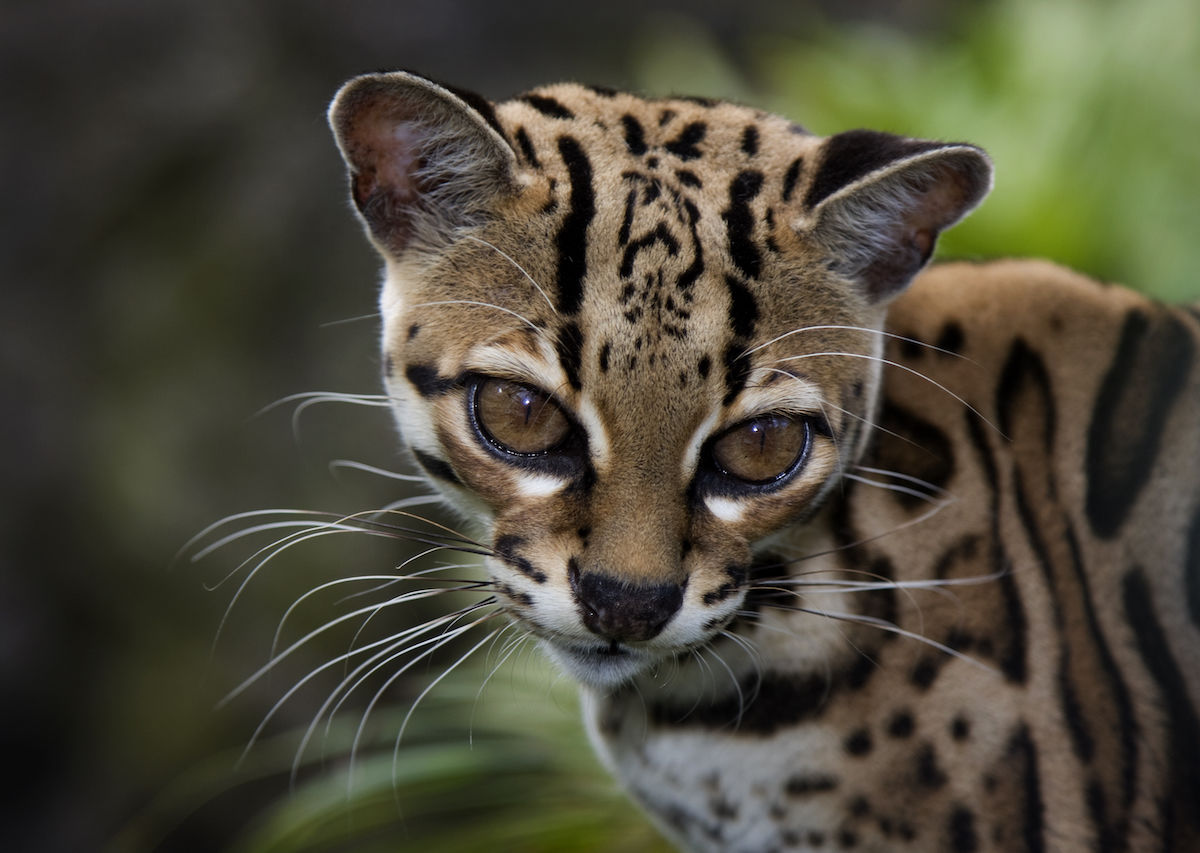 Smallest wild cats in the world