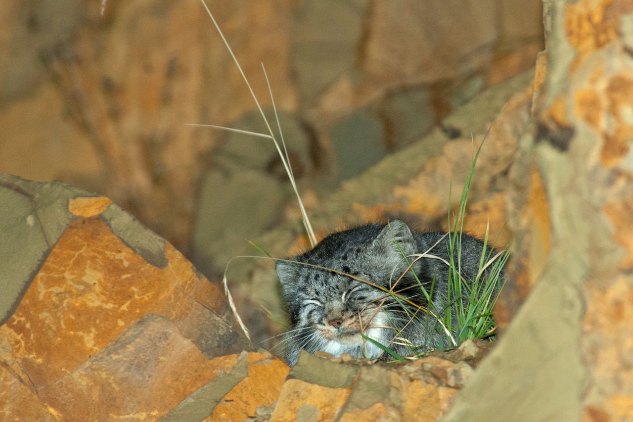 Pallas's cat in the wild