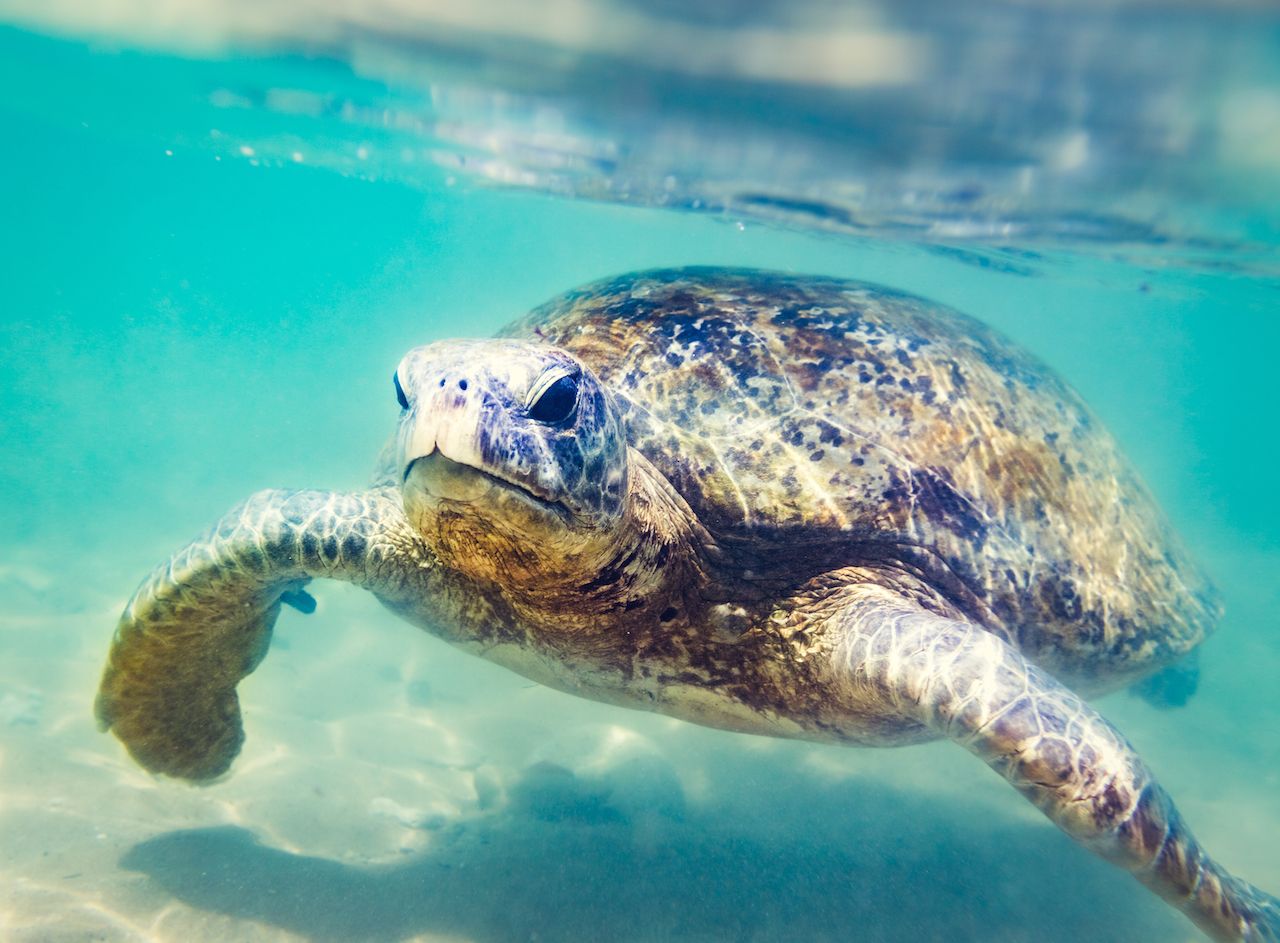Sea turtle underwater at Hikkaduwa beach, Sri Lanka