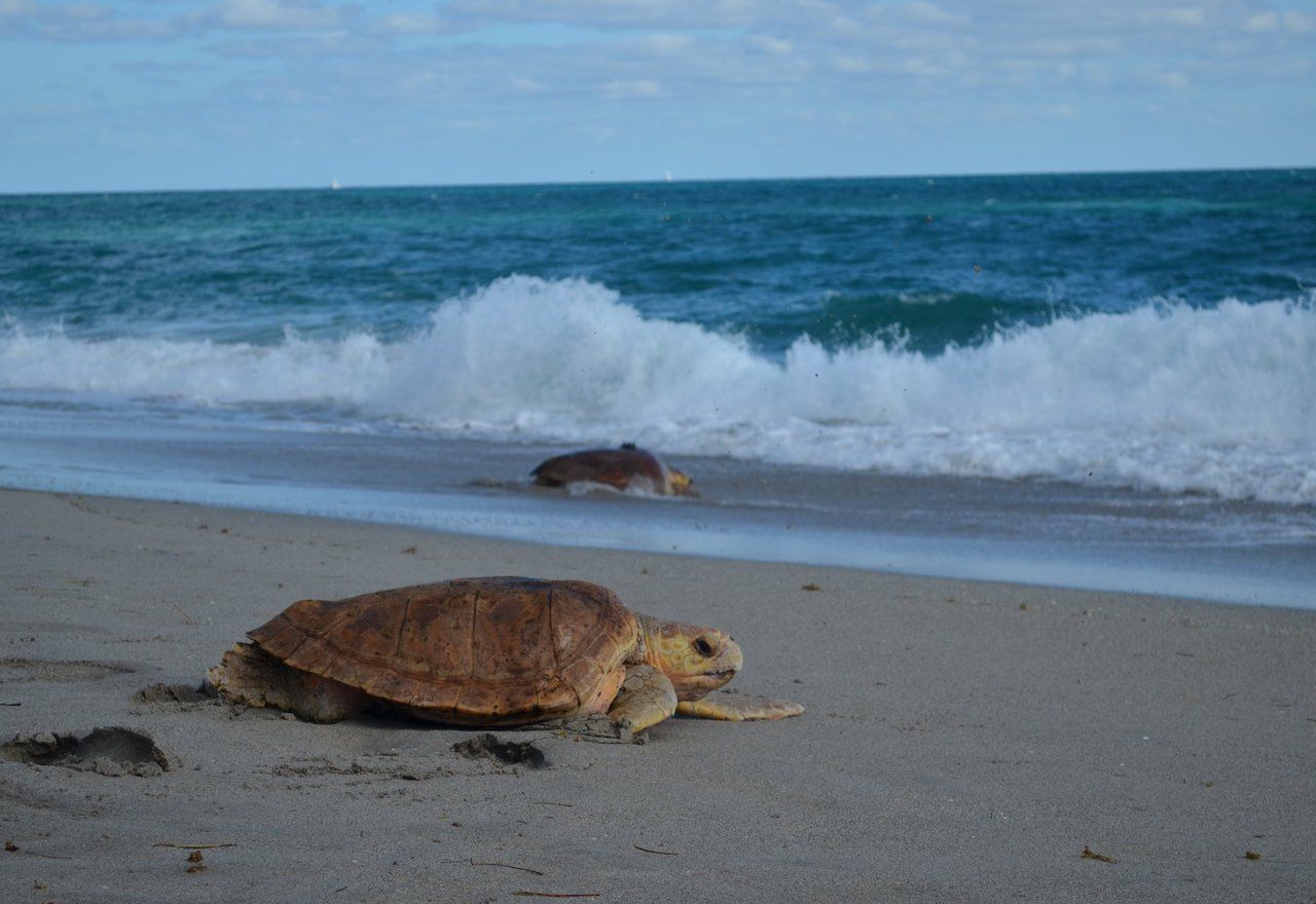 Two sea turtles on a beach heading toward the sea