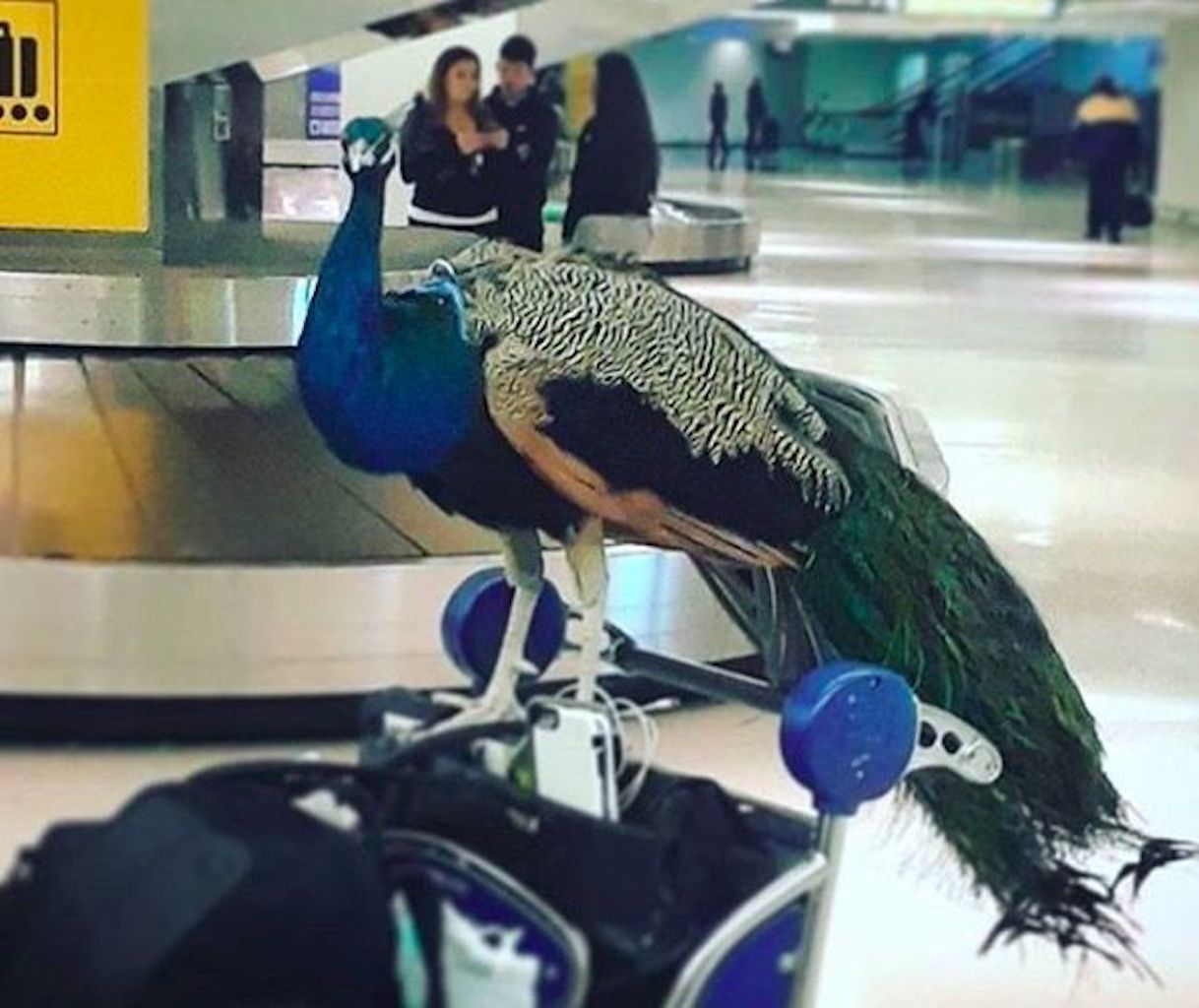 peacock at the airport