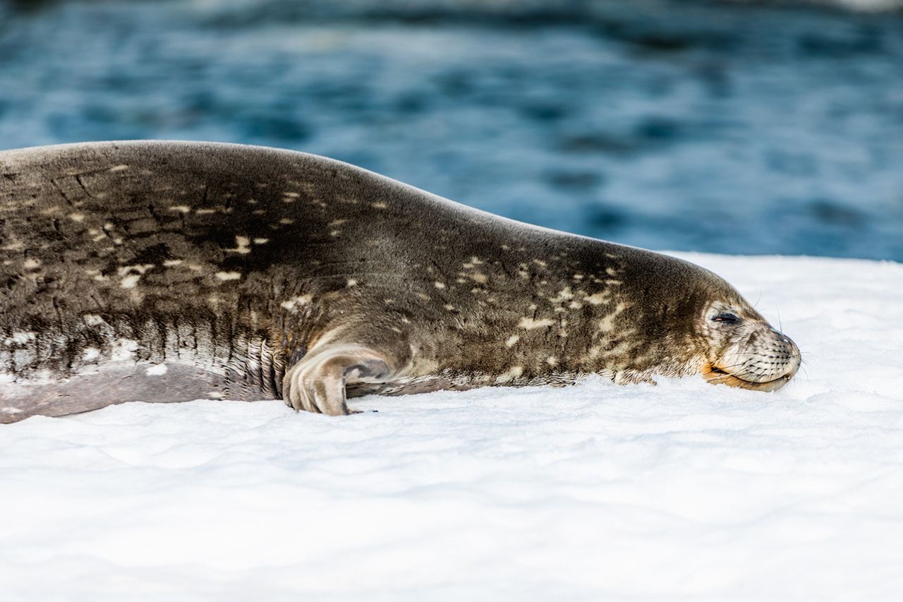 sea lion in Antarctica