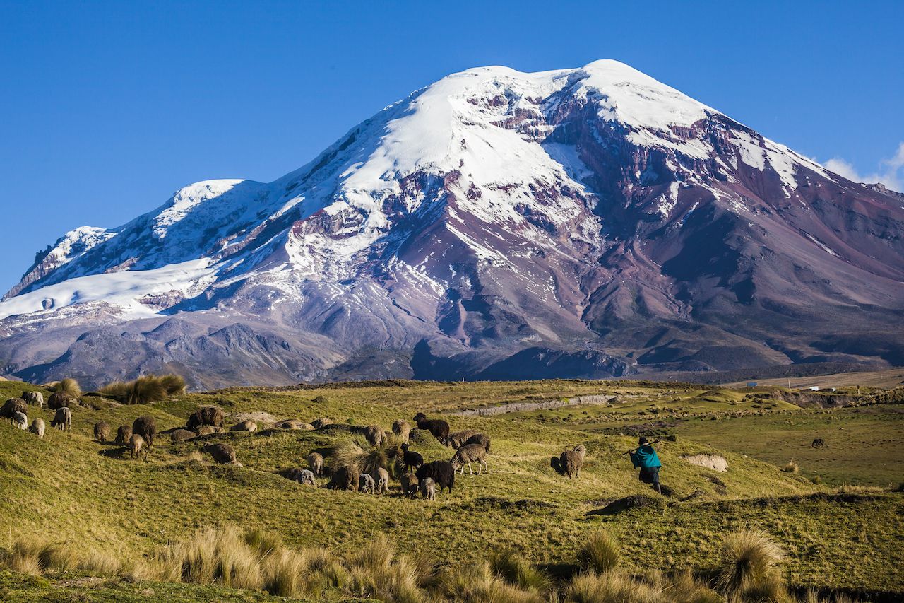 Chimborazo volcano and sheep on the moor, Andes, Ecuador