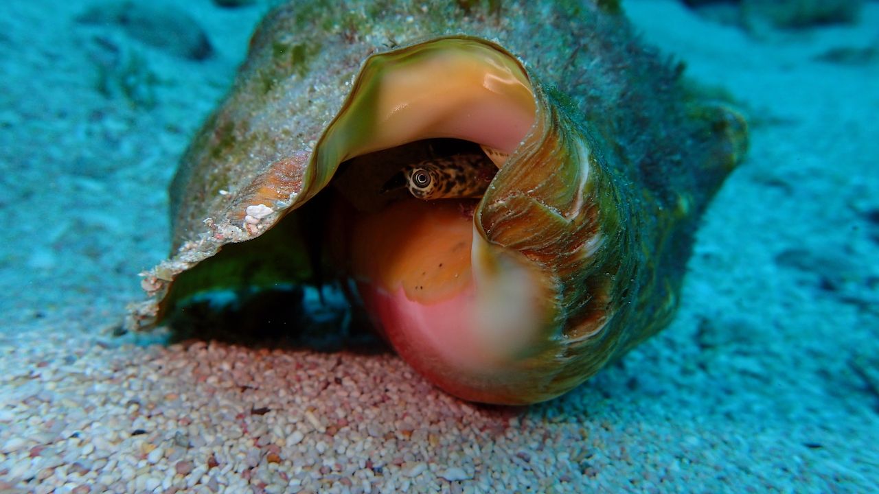 Conch on the sea floor in the Bahamas