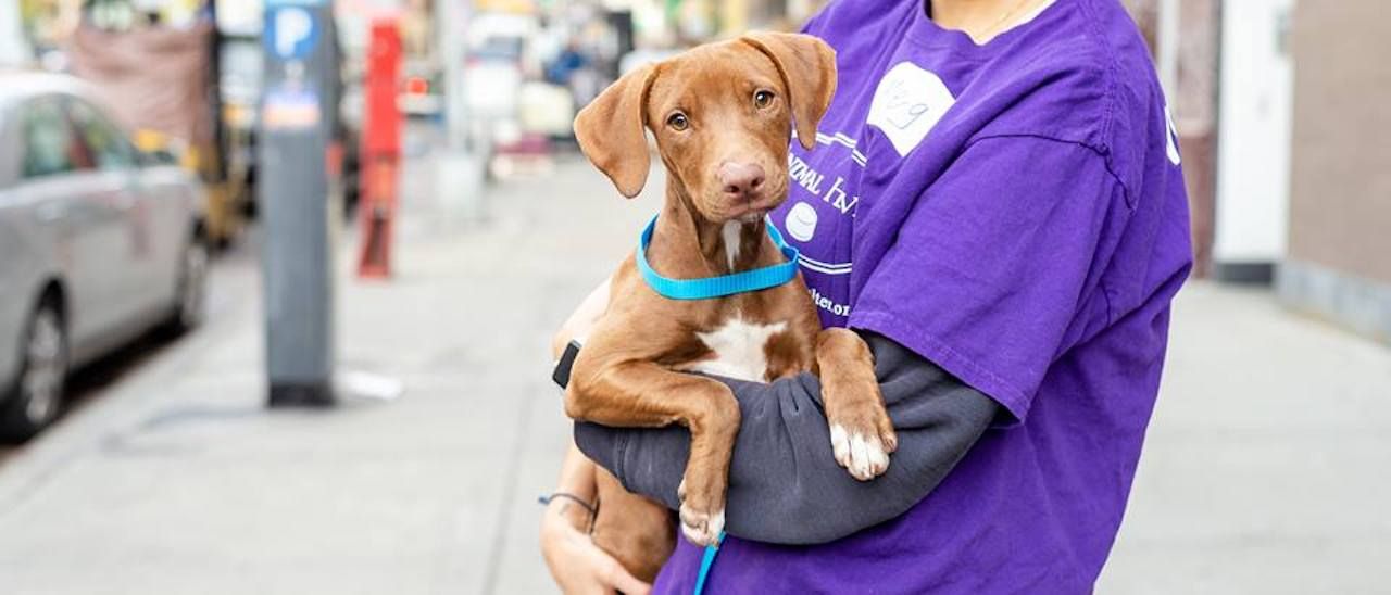 Where to volunteer in NYC Where to volunteer in NYC