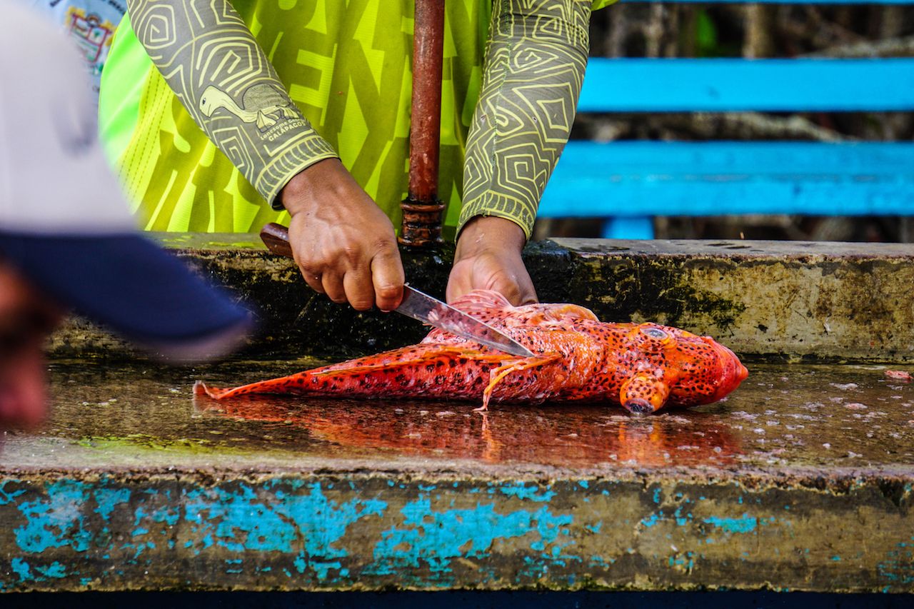 Cutting fresh fish on a market in Puerto Ayora, Galapagos