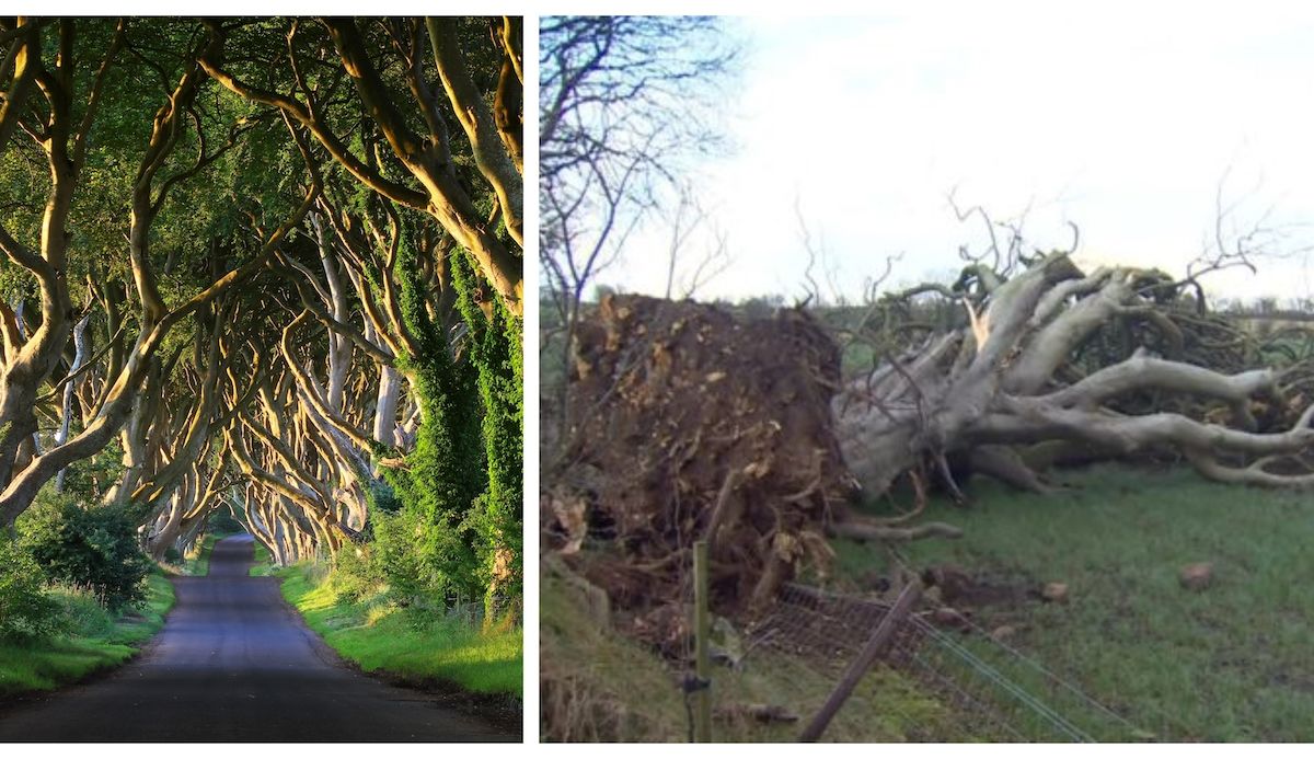 Dark Hedges From Game Of Throne Lose One Tree In Storm