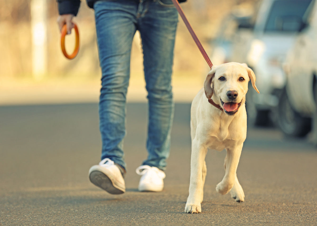 Tehran bans dog walking