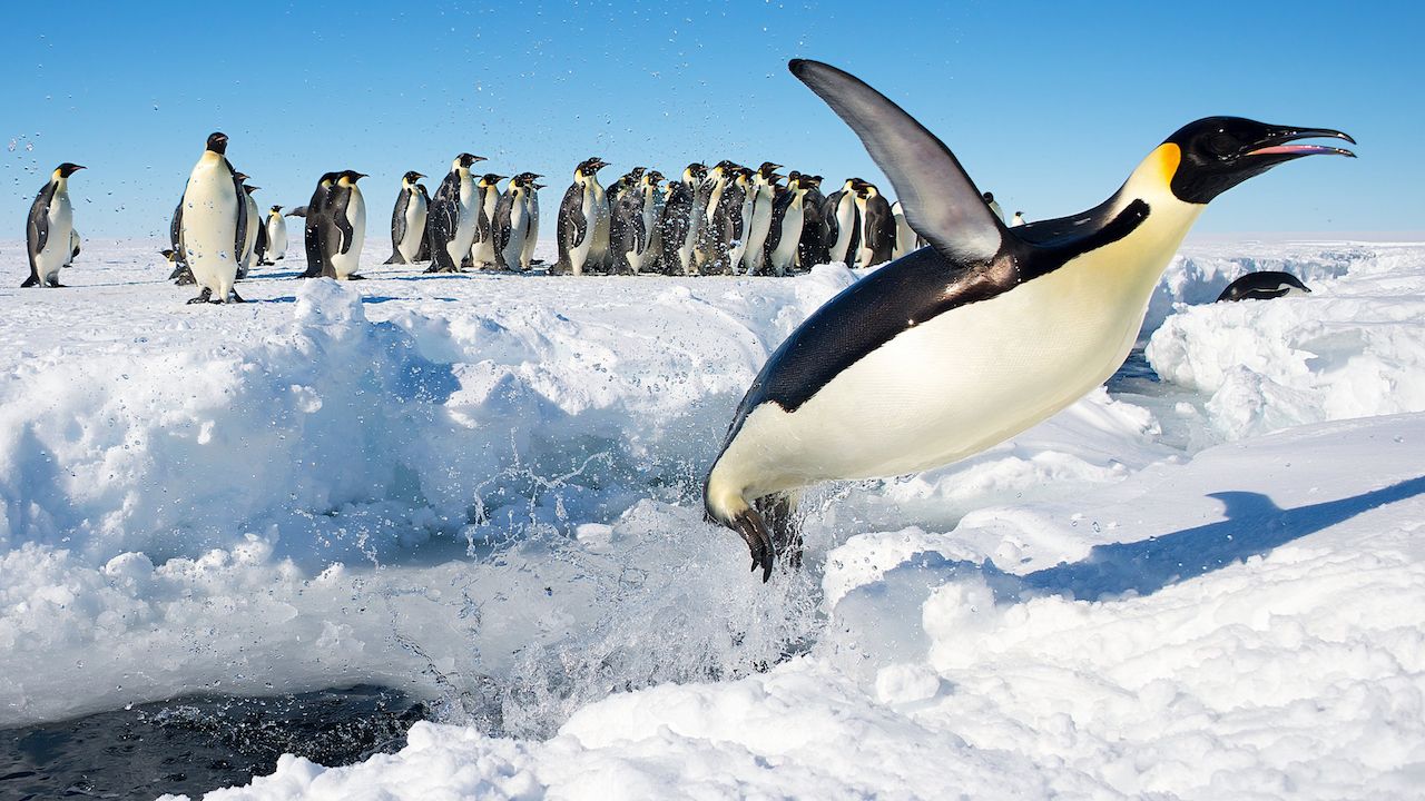 Group of penguins on iceberg