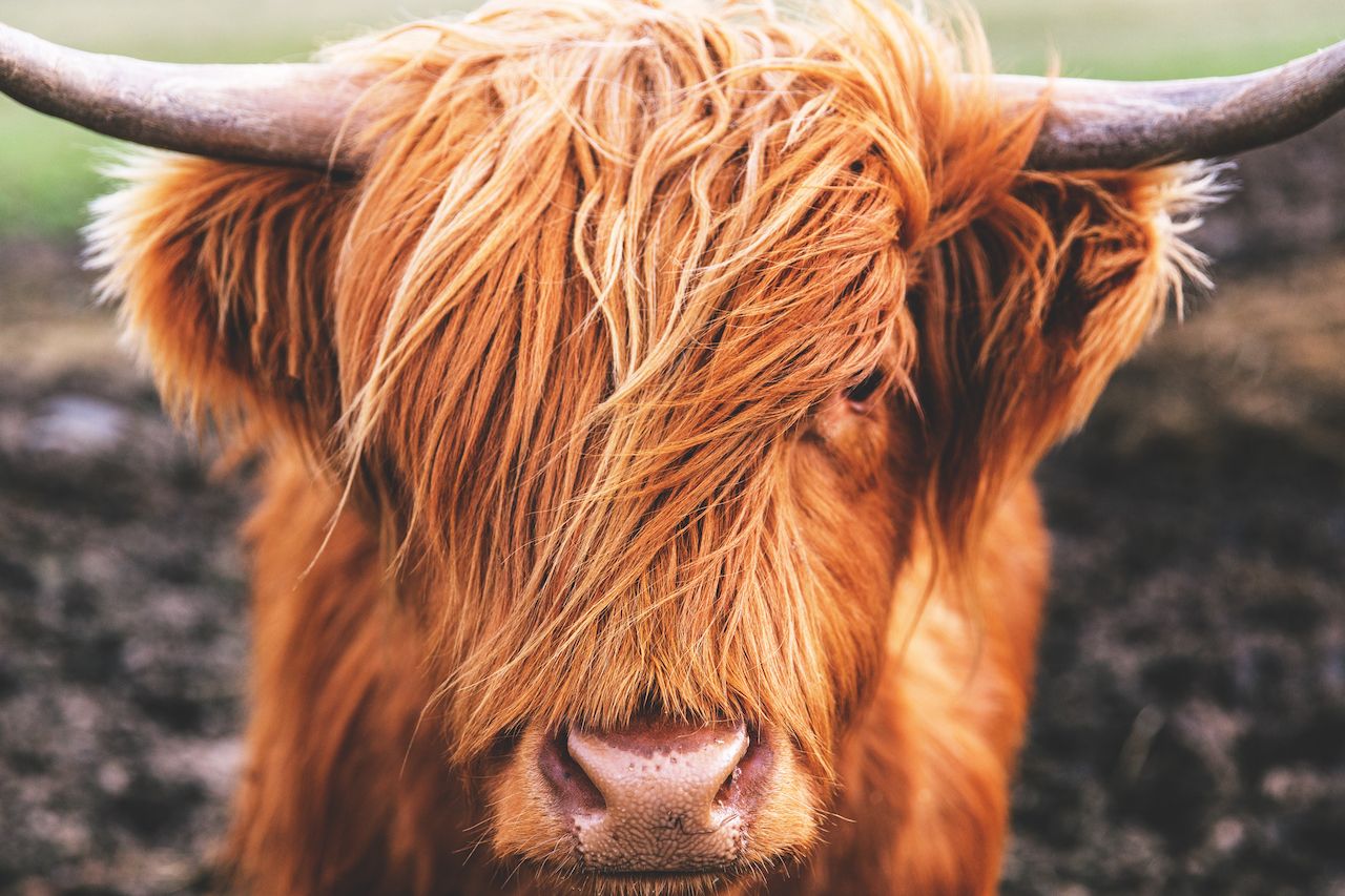 Highland Cow Cattle in Scotland