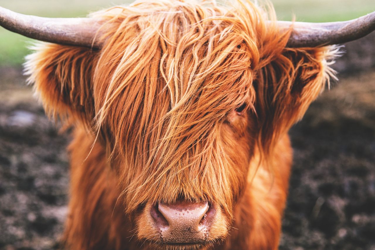 highland cattle facts