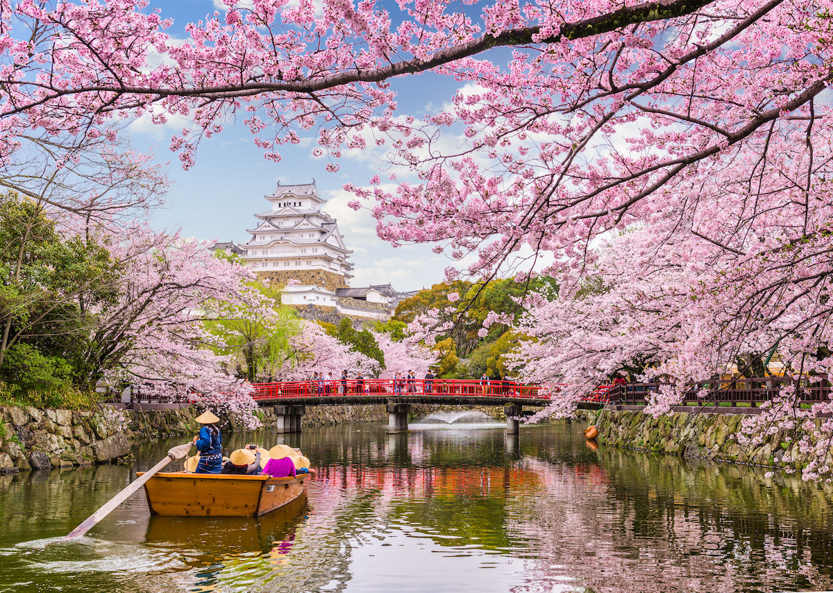 When is Japan cherry blossom season 2019